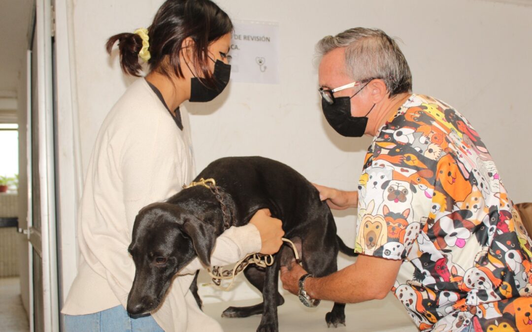 Un éxito la Primera Campaña Gratuita de Esterilización Canina.