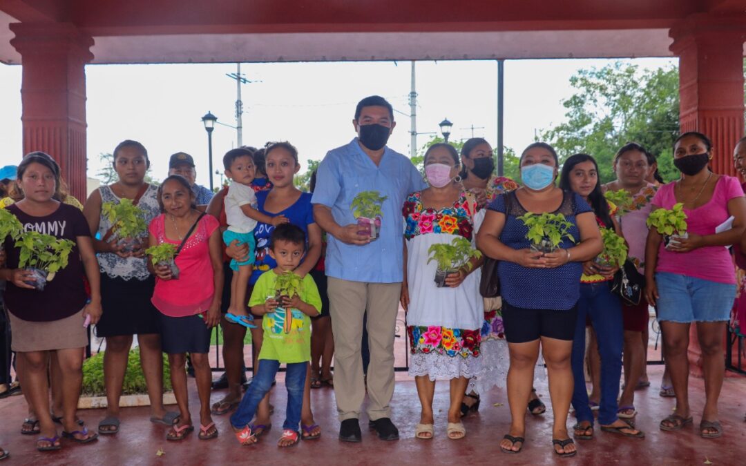 Continúa la entrega de plantas de chile habanero en las comisarías.