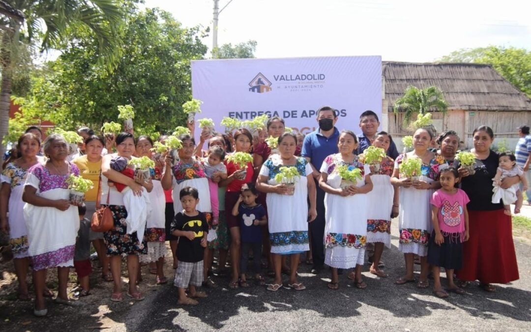 Inicia distribución de plantas de chile habanero en Valladolid y comisarías.
