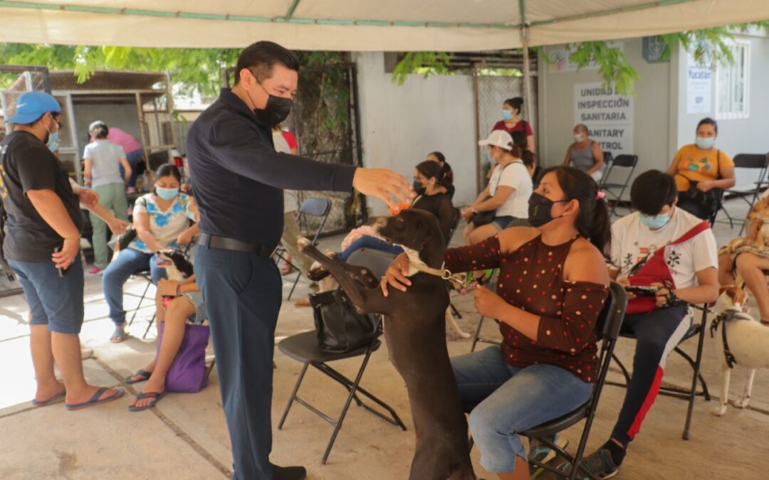 Se lleva a cabo la cuarta jornada de esterilización canina y felina.