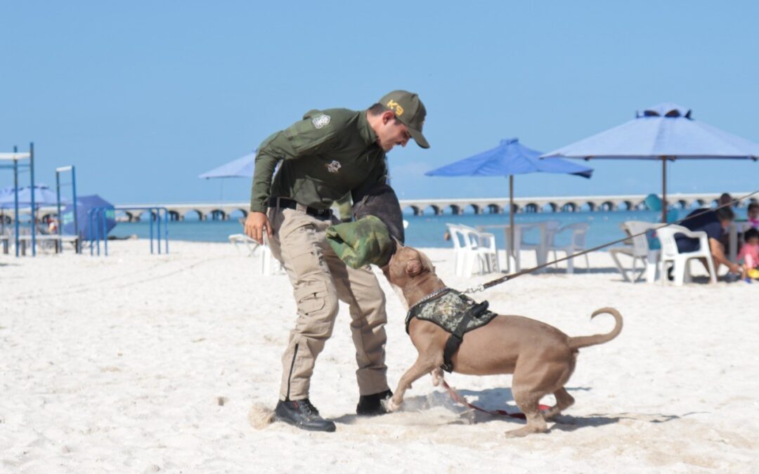 Ayuntamiento de Progreso refuerza su compromiso con el bienestar animal al brindar adiestramiento profesional gratuito